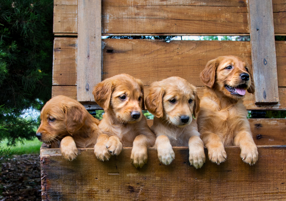 Litter of small golden retriever puppies