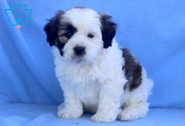 Banjo Shihpoo 1-001