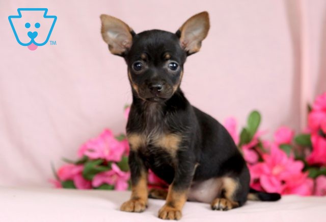 Roxanne Chihuahua 1-001