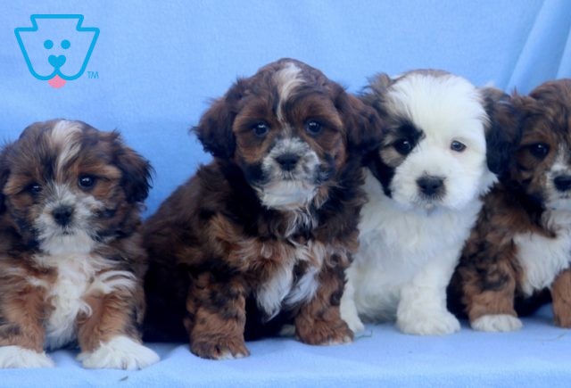 Shihpoo Group 1-001