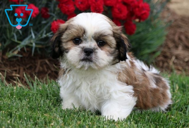 Alf Shih Tzu