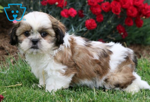 Alf Shih Tzu2