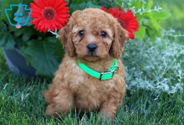 Avia Mini GOldendoodle