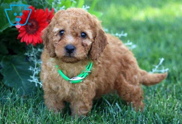 Avia Mini GOldendoodle2