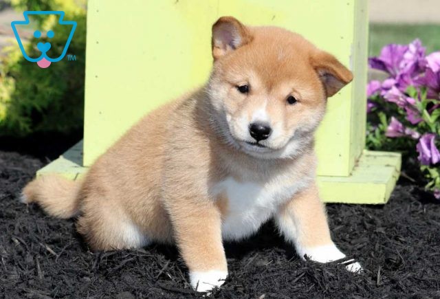 Bella Shiba Inu