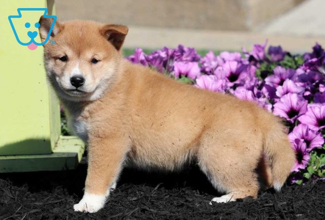 Bella Shiba Inu2