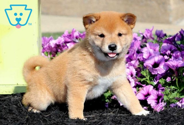 Buster Shiba Inu