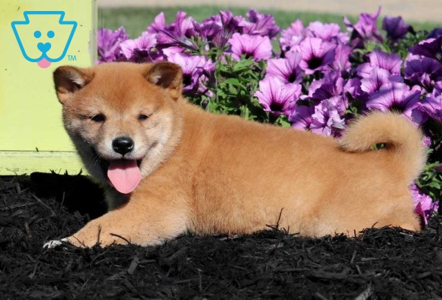 Buster Shiba Inu2