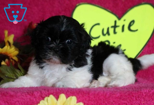 Cutie Pie Shih Tzu