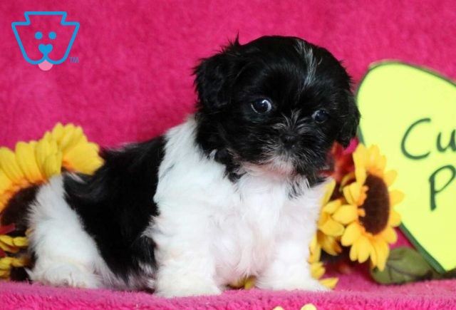 Cutie Pie Shih Tzu2