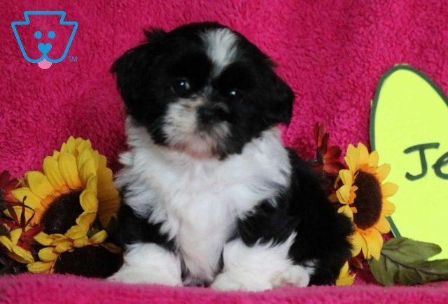 Jewel Shih Tzu