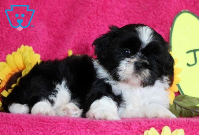 Jewel Shih Tzu2