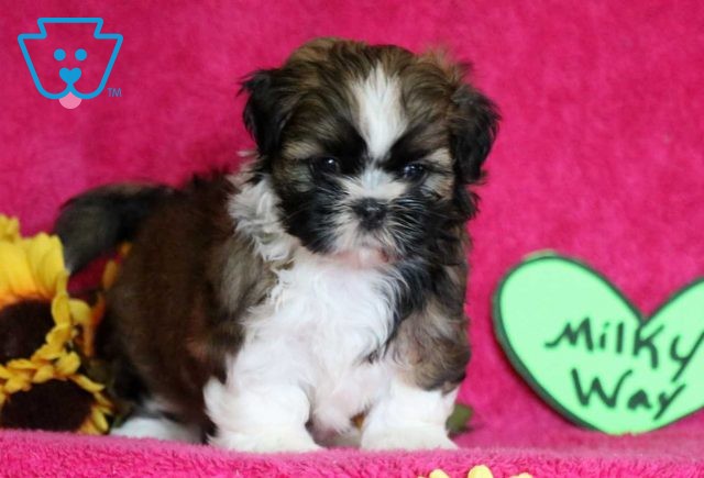 Milky Way Shih Tzu