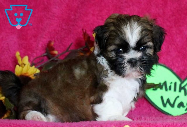 Milky Way Shih Tzu2