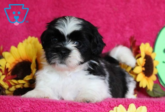 Snickers Shih Tzu