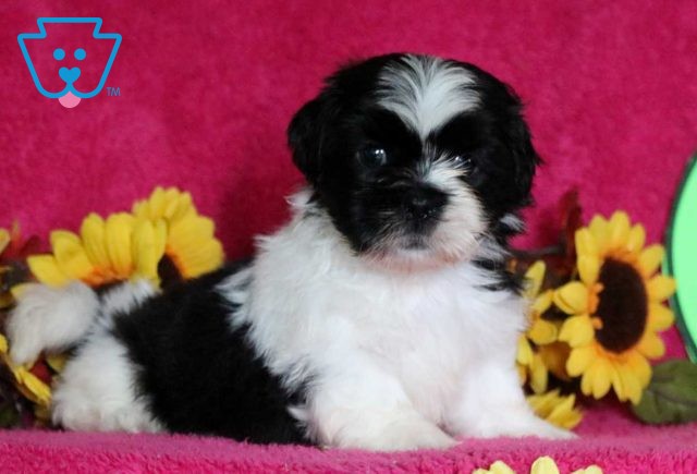 Snickers Shih Tzu2