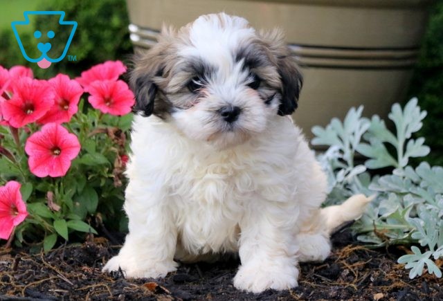 Star Shihpoo 1-001