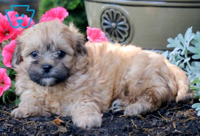 Sweetpea Shihpoo 1-001