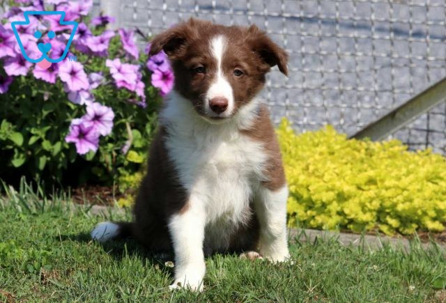 Browny Border Collie