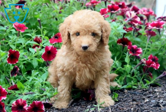 Fifi Goldendoodle 1-001