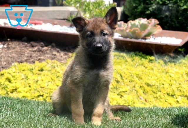 a german shepherd puppy for sale