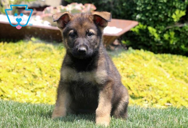 a german shepherd puppy for sale