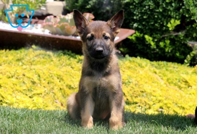 a german shepherd puppy for sale