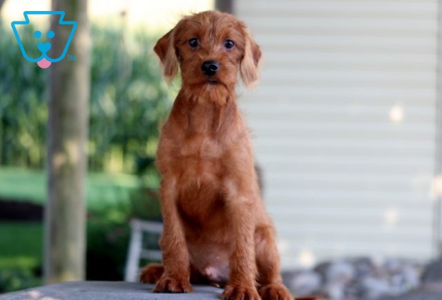 a cavapoo puppy for sale