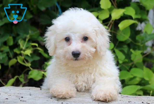 Marley Bichon