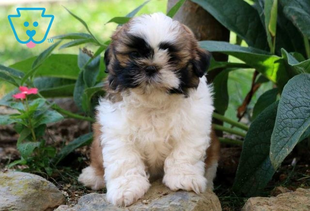 Melody Rose Shih Tzu