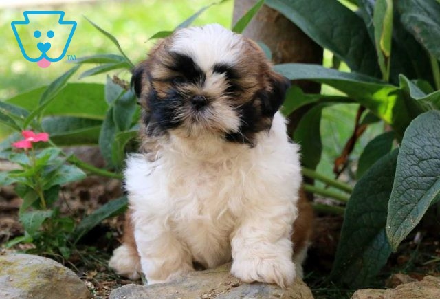 Melody Rose Shih Tzu2