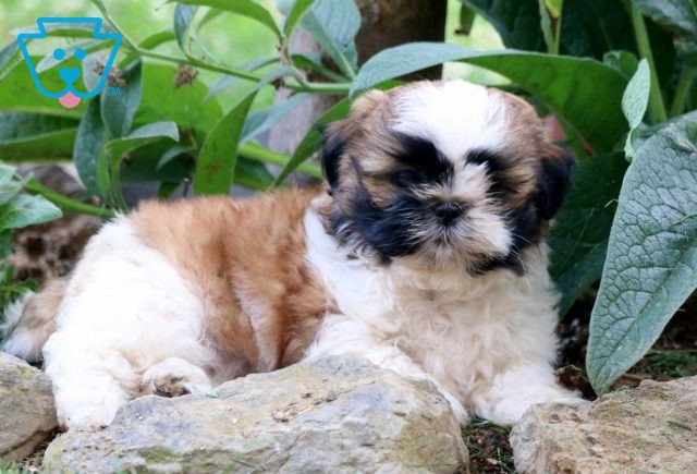 Melody Rose Shih Tzu3