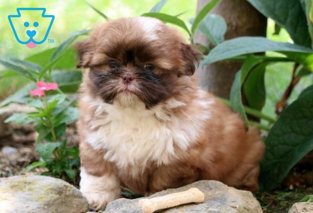 Milky Way Shih Tzu