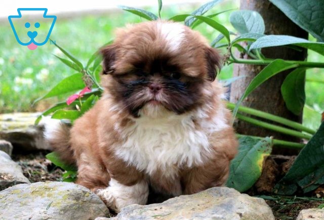 Milky Way Shih Tzu2