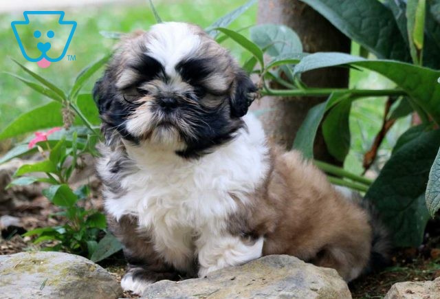 Mocha Ryan Shih Tzu