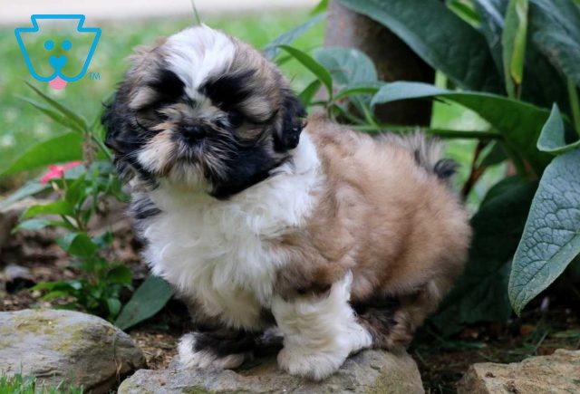 Mocha Ryan Shih Tzu2