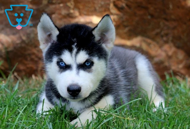 Rex Siberian Husky 1-001