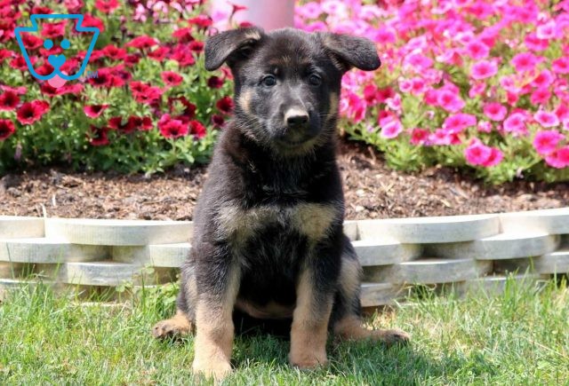 a german shepherd puppy for sale