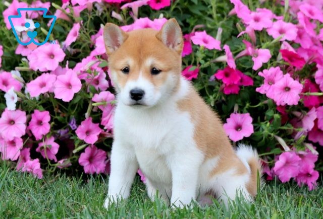 Winnie Shiba Inu 1-001