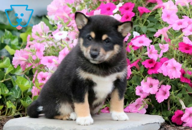 Wish Shiba Inu 1-001