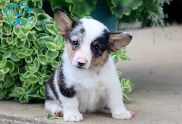 Yogi Corgi