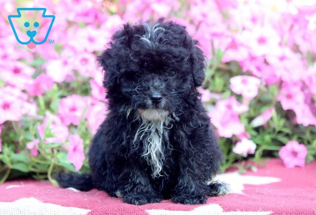 Annabella Mini Poodle 1-001