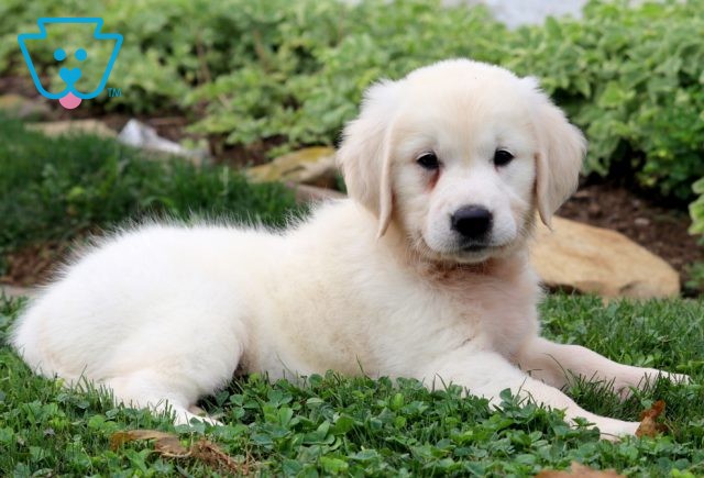 a golden retriever puppy for sale