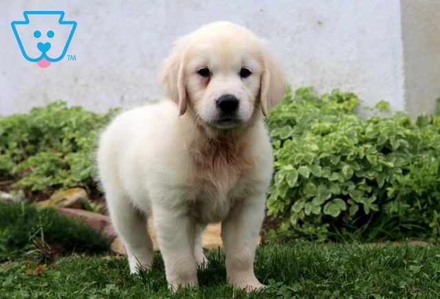 Asia Golden Retriever 1-001