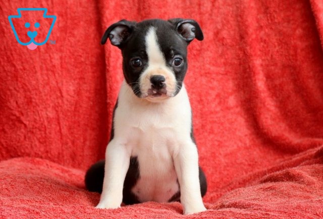 Babydoll Boston Terrier 1-001