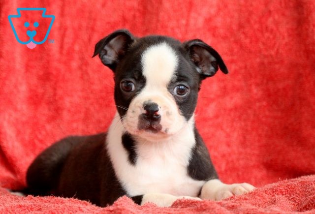 Billy Boston Terrier 1-001