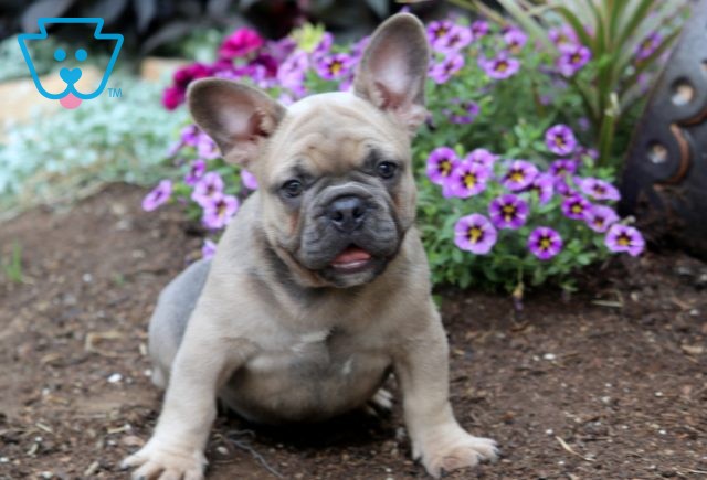 Bones French Bulldog 1-001