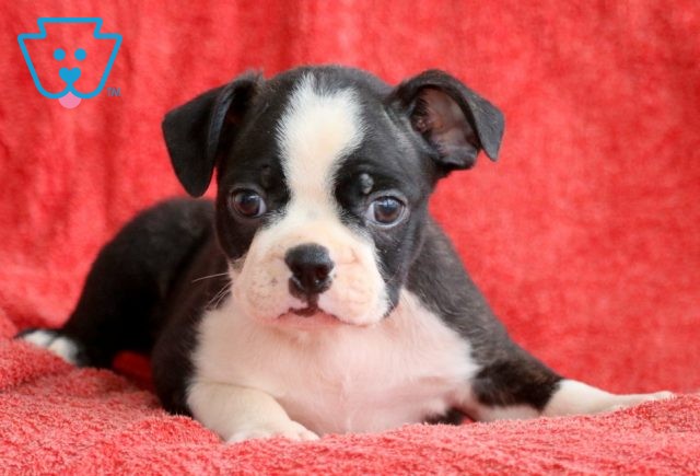 Boston Boston Terrier 1-001