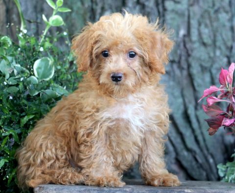 a mini goldendoodle puppy for sale