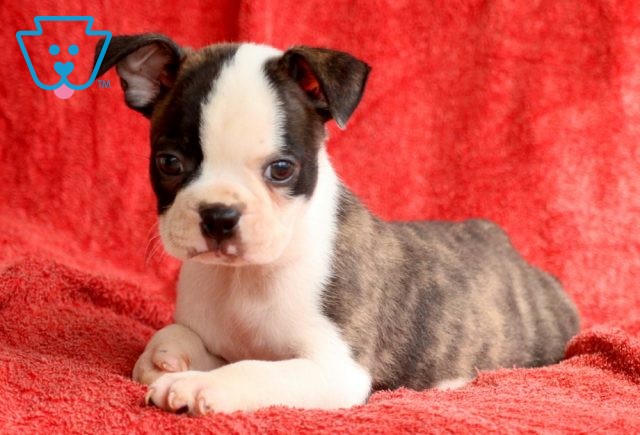 Brindle Boston Terrier 1-001